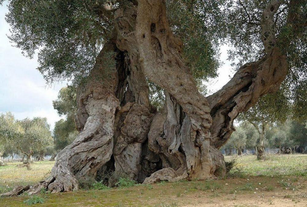 Bio-Agriturismo Masseria La Palombara Salve Dış mekan fotoğraf
